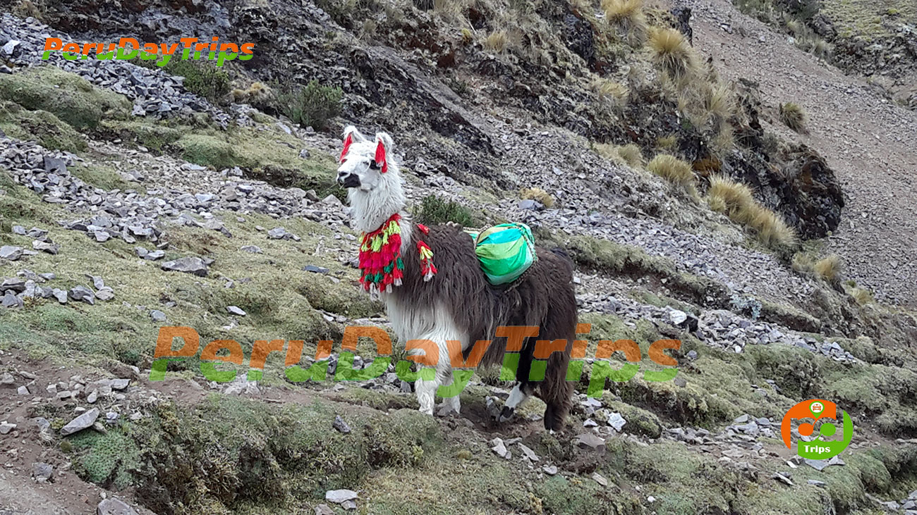 Peru Day Trips